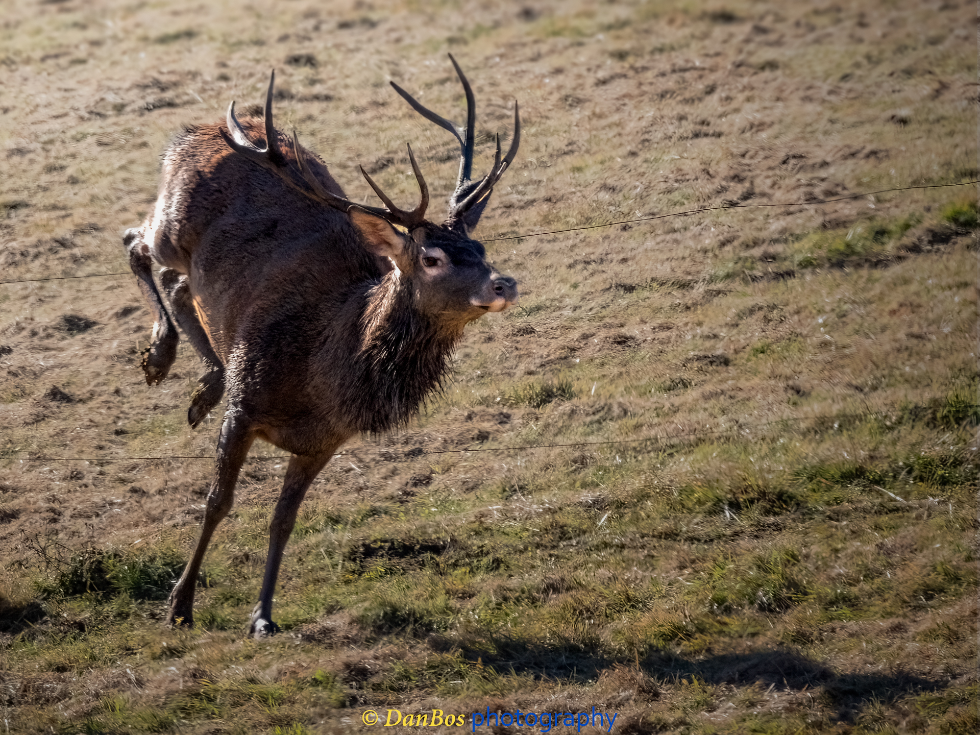 Un'esplosione di vita selvaggia sotto il sole autunnale 
#fauna #cacciafotografica #wildnature #animals #animaliselvatici #selvaggina #fotografia #animalsofinstagram #fotografianaturalistica #wildlifeplanet #epic_captures #faunaitaliana #planet_of_animals #ig_naturelovers #wildlifephotography #shots_of_animals #ntc_feature #ntc_natwild #naturethroughcamera_ntc #splendid_animals #bns_nature #bestnatureshot #ok_animals #animalite #all_animals_addition #exclusive_wildlife #all_animals_addiction #cervo #animalover
