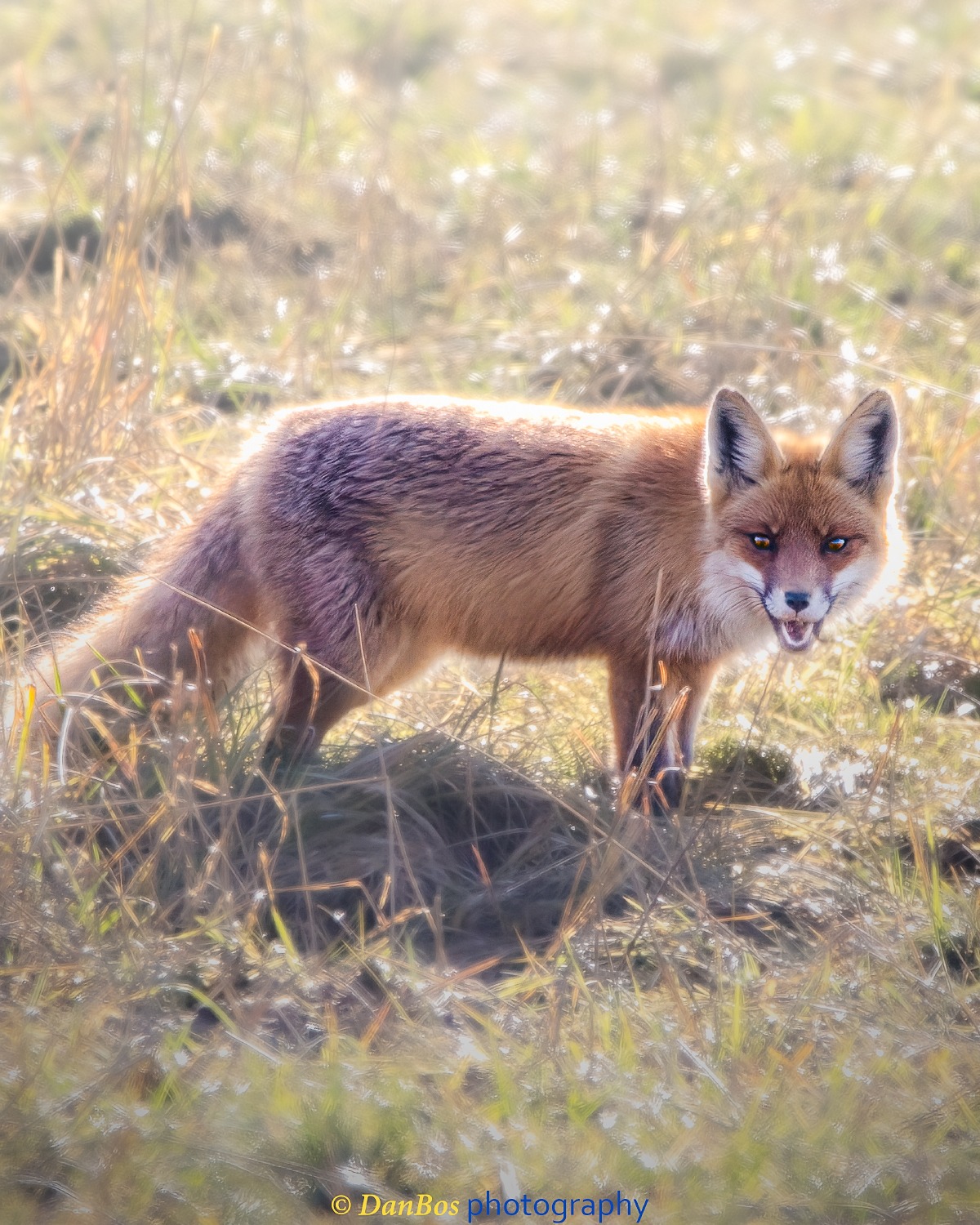 #veneto #earthcapture #animals #animal #fox #animalelite #exclusive_wildlife #animalofinstagram #wild #wildlifeplanet #wildlifephotographer #wildlife #wilderness #nature #naturephotography #wood #naturelovers #travel #travelblogger #exclusiveshot #bestoftheday #nationalgeographic #portraitphotography #forest #animal_portraits #morning #spring #fox #cansiglio