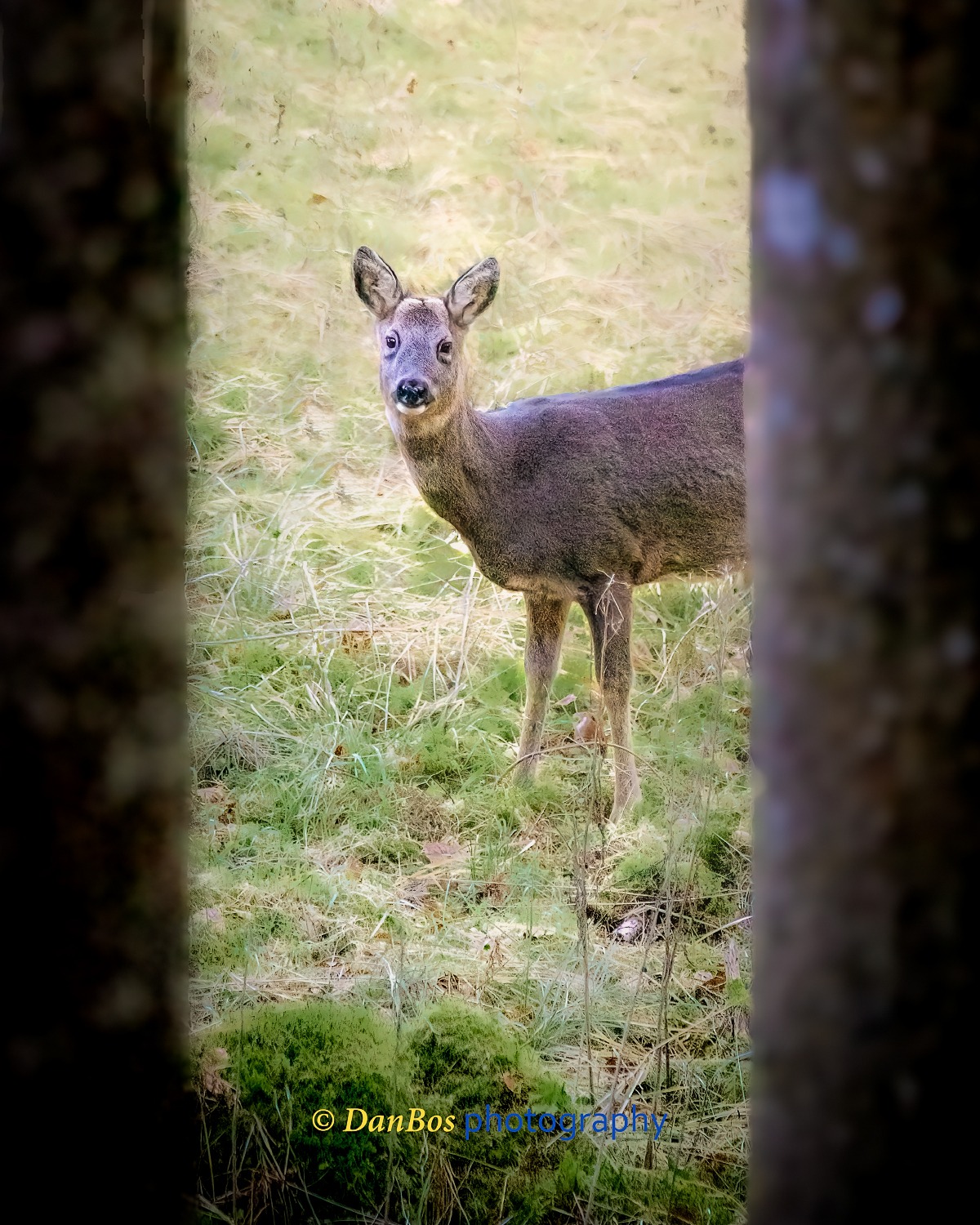 #ungulati #fauna #cacciafotografica #wildnature #animals #animaliselvatici #selvaggina #fotografia #animalsofinstagram #fotografianaturalistica #wildlifeplanet #epic_captures #faunaitaliana #planet_of_animals #ig_naturelovers #wildlifephotography #shots_of_animals #ntc_feature #ntc_natwild #naturethroughcamera_ntc #splendid_animals #bns_nature #bestnatureshot #ok_animals #animalite #all_animals_addition #exclusive_wildlife #all_animals_addiction #roedeer #animalover