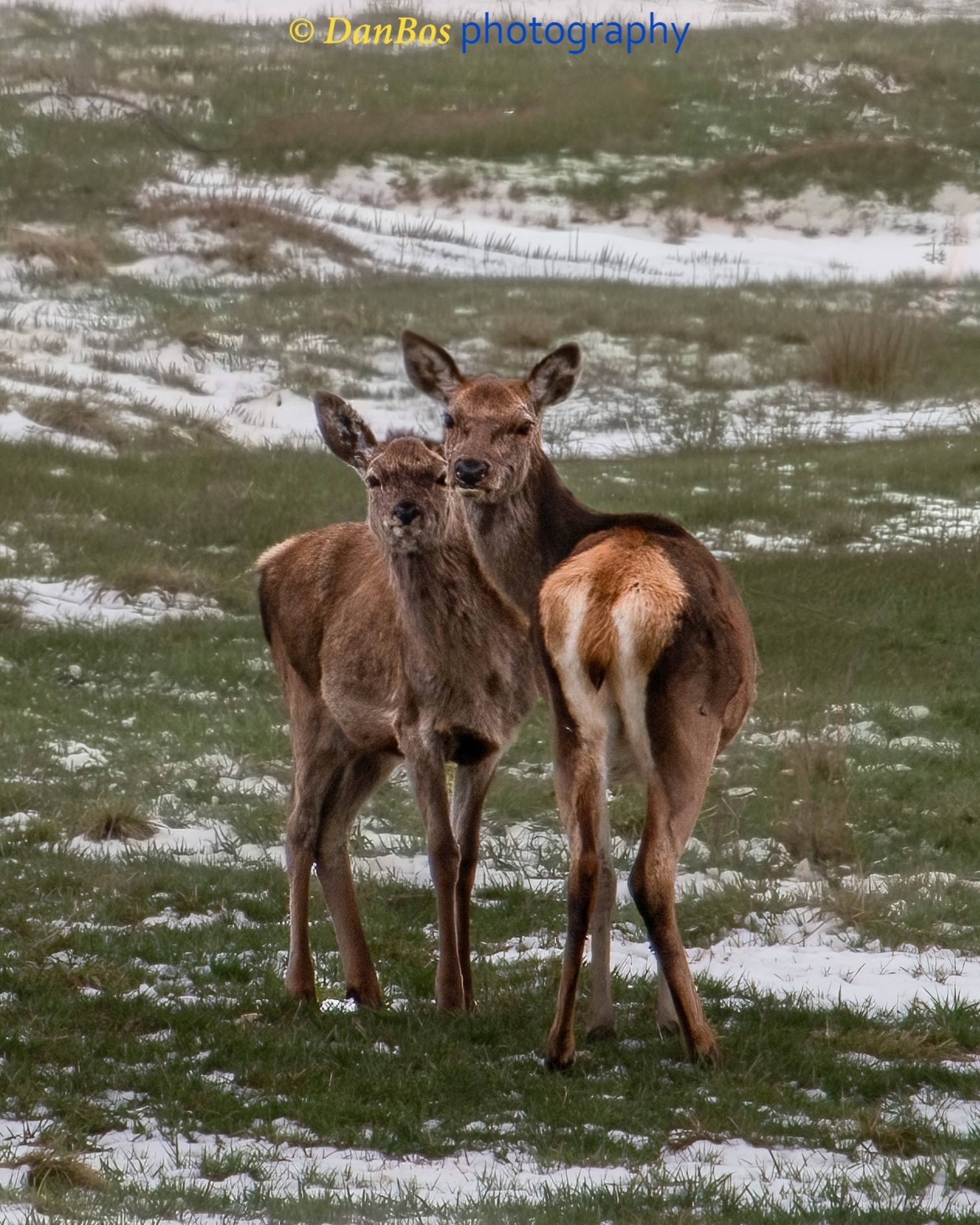 #fauna #cacciafotografica #wildnature #animals #animaliselvatici #selvaggina #fotografia #animalsofinstagram #fotografianaturalistica #wildlifeplanet #epic_captures #faunaitaliana #planet_of_animals #wildlifephotography #shots_of_animals #ntc_feature #ntc_natwild #naturethroughcamera_ntc #splendid_animals #bns_nature #bestnatureshot #ok_animals #animalite #all_animals_addition #exclusive_wildlife #all_animals_addiction #cervo #animalover #spring #snow