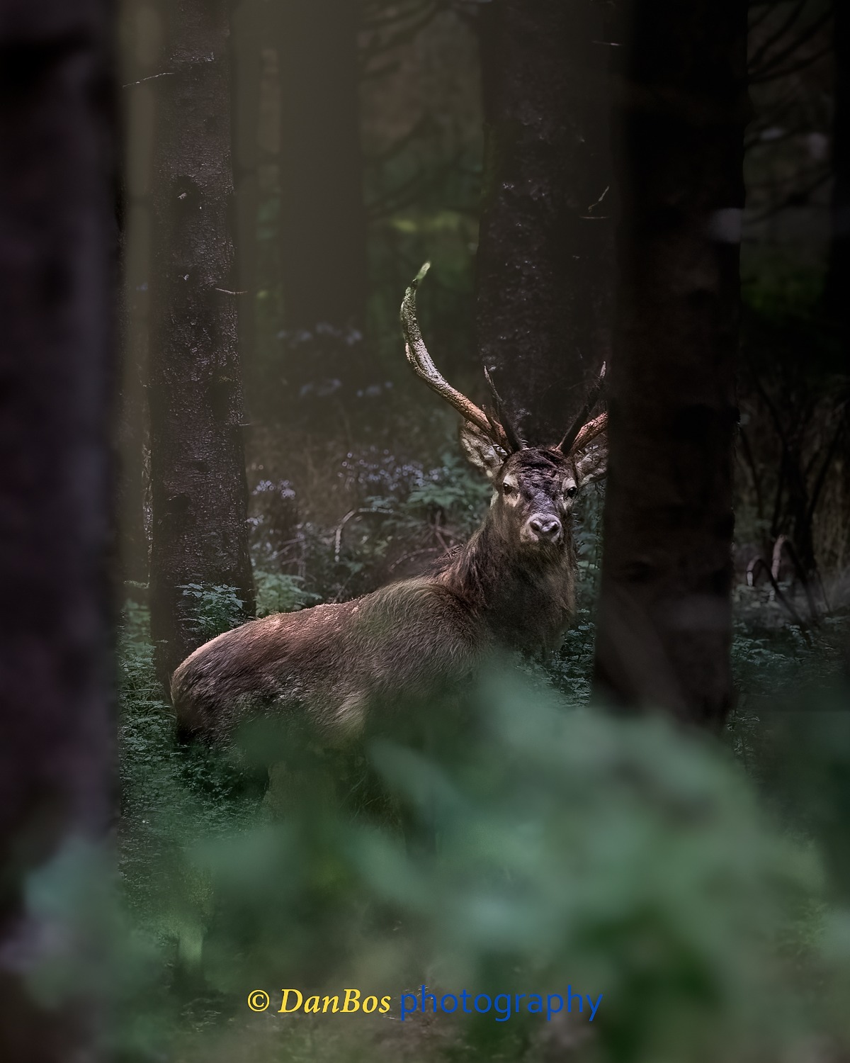 #fauna #cacciafotografica #wildnature #animals #animaliselvatici #selvaggina #fotografia #animalsofinstagram #fotografianaturalistica #wildlifeplanet #epic_captures #faunaitaliana #planet_of_animals #ig_naturelovers #wildlifephotography #shots_of_animals #ntc_feature #ntc_natwild #naturethroughcamera_ntc #splendid_animals #bns_nature #bestnatureshot #ok_animals #animalite #all_animals_addition #exclusive_wildlife #all_animals_addiction #cervo #animalover #rut