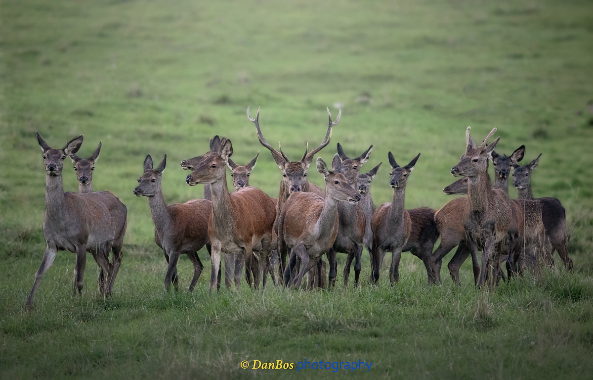 #fauna #cacciafotografica #wildnature #animals #animaliselvatici #selvaggina #fotografia #animalsofinstagram #fotografianaturalistica #wildlifeplanet #epic_captures #faunaitaliana #planet_of_animals #ig_naturelovers #wildlifephotography #shots_of_animals #ntc_feature #ntc_natwild #naturethroughcamera_ntc #splendid_animals #bns_nature #bestnatureshot #ok_animals #animalite #all_animals_addition #exclusive_wildlife #all_animals_addiction #cervo #animalover #rut