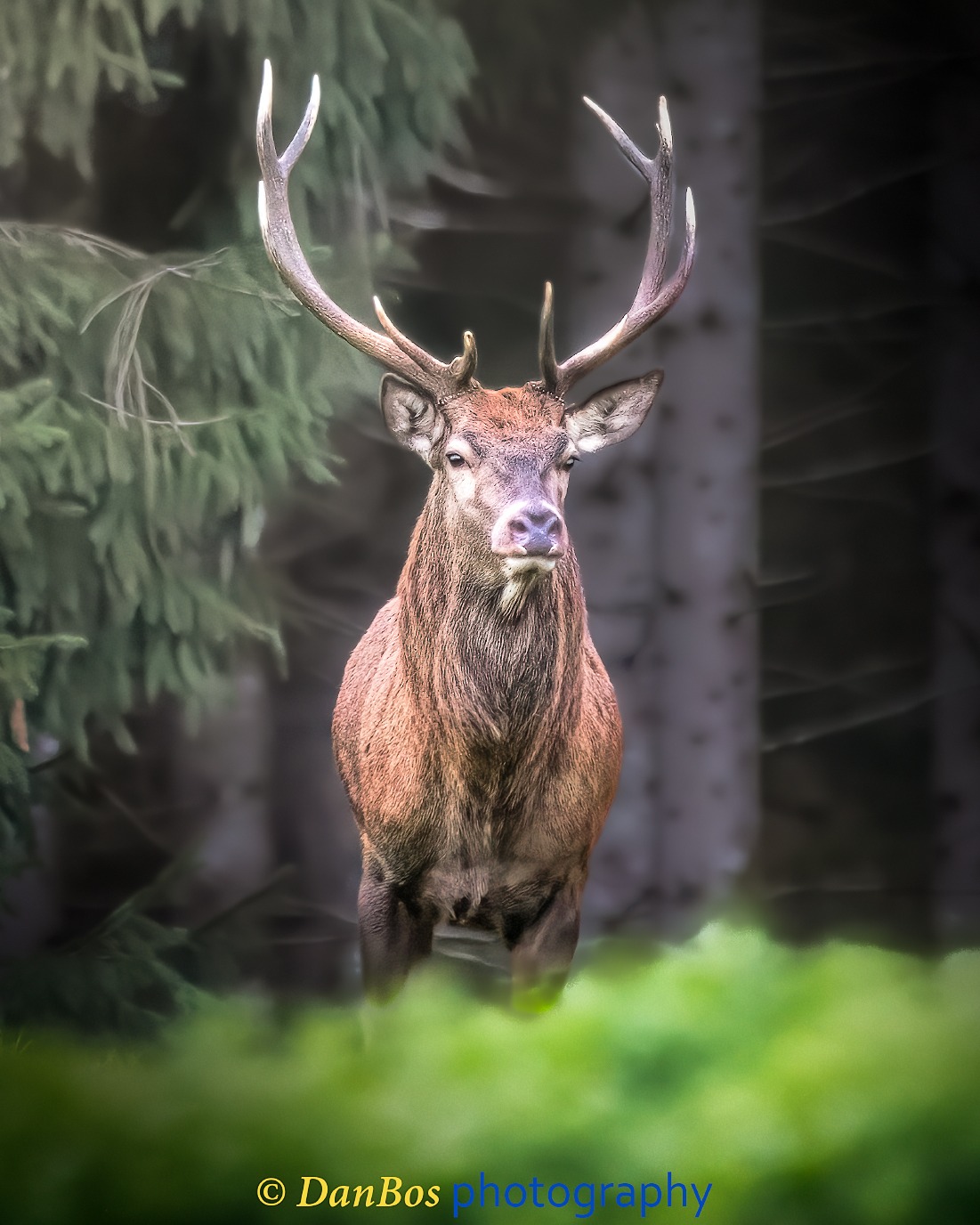 #fauna #cacciafotografica #wildnature #animals #animaliselvatici #selvaggina #fotografia #animalsofinstagram #fotografianaturalistica #wildlifeplanet #epic_captures #faunaitaliana #planet_of_animals #ig_naturelovers #wildlifephotography #shots_of_animals #ntc_feature #ntc_natwild #naturethroughcamera_ntc #splendid_animals #bns_nature #bestnatureshot #ok_animals #animalite #all_animals_addition #exclusive_wildlife #all_animals_addiction #cervo #animalover #rut