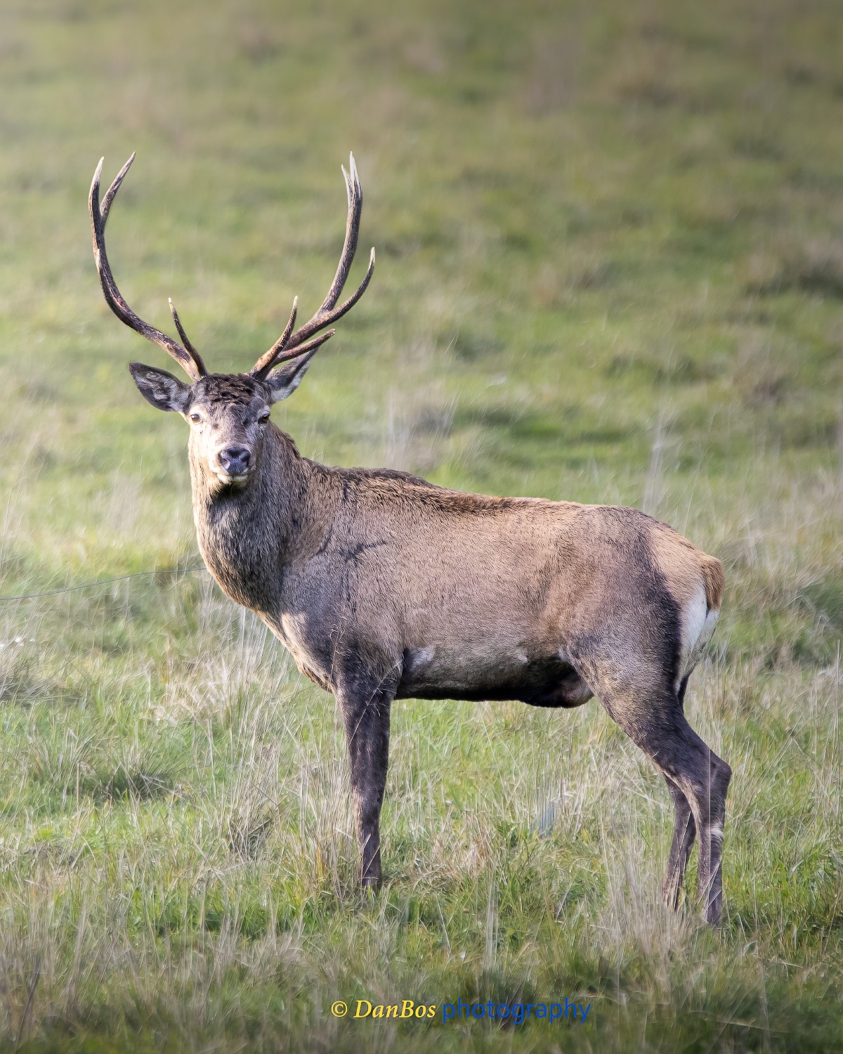 #fauna #cacciafotografica #wildnature #animals #animaliselvatici #selvaggina #fotografia #animalsofinstagram #fotografianaturalistica #wildlifeplanet #epic_captures #faunaitaliana #planet_of_animals #ig_naturelovers #wildlifephotography #shots_of_animals #ntc_feature #ntc_natwild #naturethroughcamera_ntc #splendid_animals #bns_nature #bestnatureshot #ok_animals #animalite #all_animals_addition #exclusive_wildlife #all_animals_addiction #cervo #animalover #rut