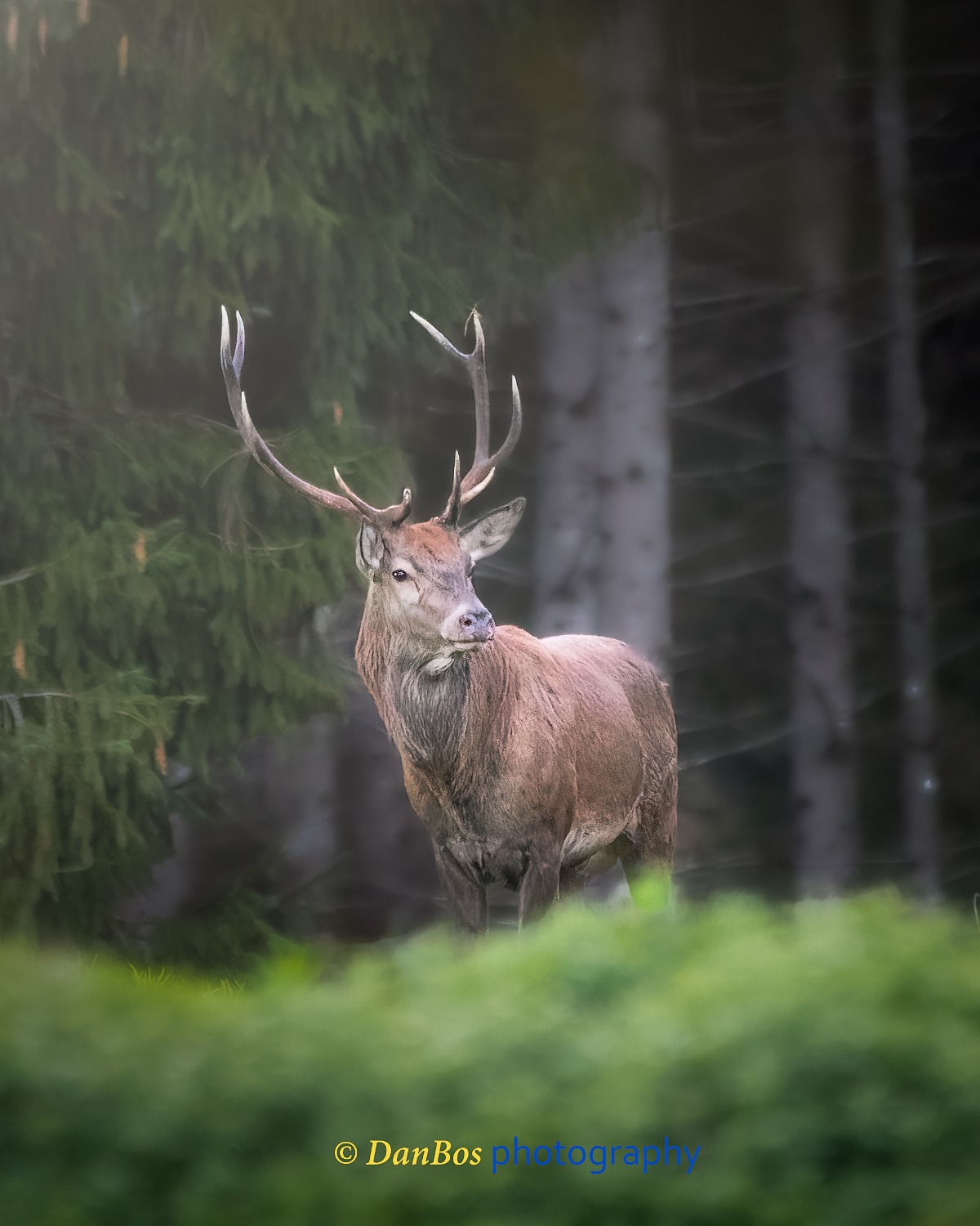#fauna #cacciafotografica #wildnature #animals #animaliselvatici #selvaggina #fotografia #animalsofinstagram #fotografianaturalistica #wildlifeplanet #epic_captures #faunaitaliana #planet_of_animals #ig_naturelovers #wildlifephotography #shots_of_animals #ntc_feature #ntc_natwild #naturethroughcamera_ntc #splendid_animals #bns_nature #bestnatureshot #ok_animals #animalite #all_animals_addition #exclusive_wildlife #all_animals_addiction #cervo #animalover #rut