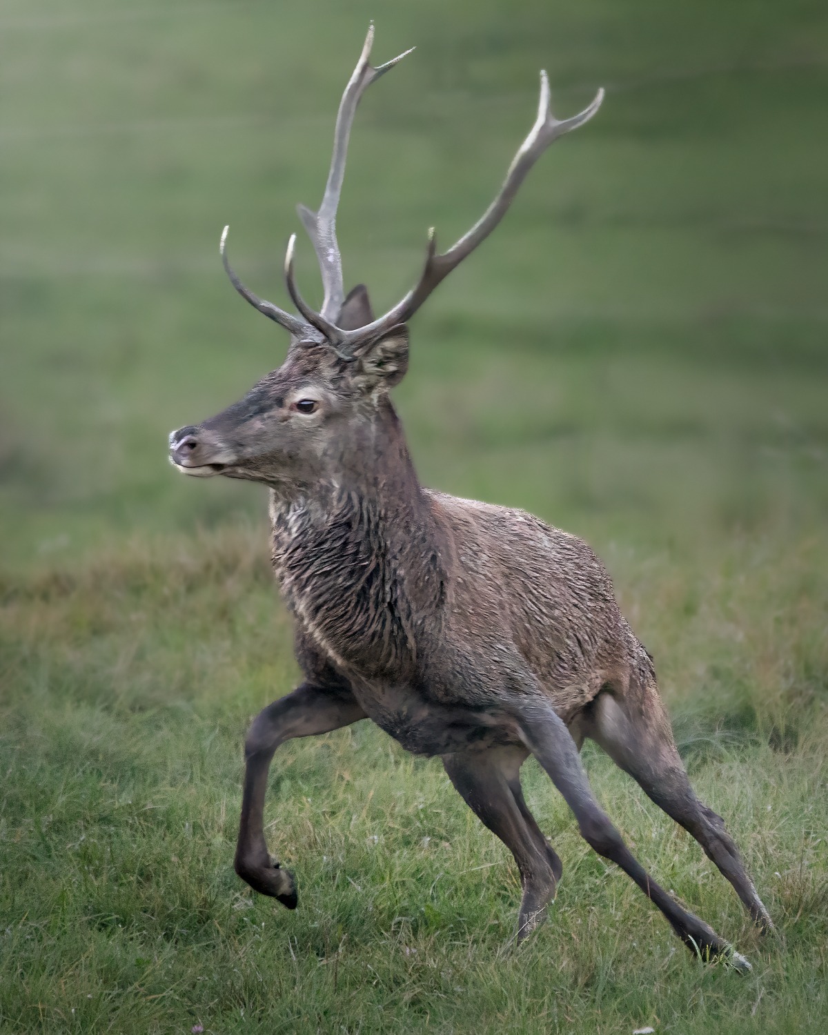 #deer #rut #wildlife #cacciafotografica #animals #animaliselvaggi #fotografia #wildlifephotography #cansiglio #bestpics #animallovers #nature