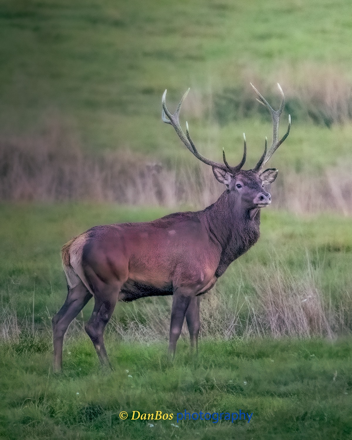 #fauna #cacciafotografica #wildnature #animals #animaliselvatici #selvaggina #fotografia #animalsofinstagram #fotografianaturalistica #wildlifeplanet #epic_captures #faunaitaliana #planet_of_animals #ig_naturelovers #wildlifephotography #shots_of_animals #ntc_feature #ntc_natwild #naturethroughcamera_ntc #splendid_animals #bns_nature #bestnatureshot #ok_animals #animalite #all_animals_addition #exclusive_wildlife #all_animals_addiction #cervo #animalover #rut