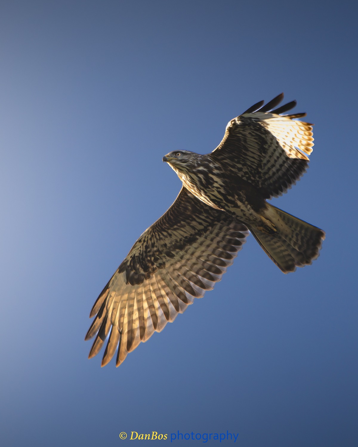 #earthcapture #animals #gufo #wildlife #wildlifephotography #nature
#action_photography #mouvement
#exclusive_wildlife #animallovers #naturephotography
#bestphoto #travelphotography #travelbloggers
#bestoftheday #nature_perfection #bestbird
#animalsofinstagram #naturetravelwild #poiana #raptor
#wildlifeofinstagram #travel #fly @bbcearth 
@_nature.geography._ y @nature  @natgeo  @natgeotravel 
@@wildlife_planet  @wild_ita  #bird #birdwatching @followers